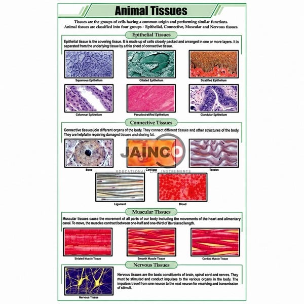 Animal Tissues Chart